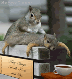 Relaxing Squirrels