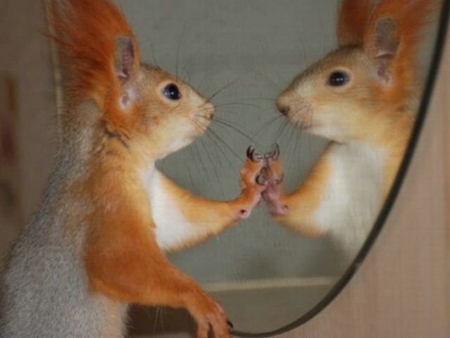 Squirrel mirror